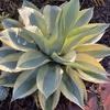 image:imageAltman Plants Rare Agave ovatifolia Orca Premium Exotic Succulent amp Live Plant Agave Plant Live Succulents Plants Live Outdoor Plants Exotic Plants amp Rare Plants Rare Succulent Plants Live Plants