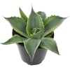 image:imageAltman Plants Rare Agave ovatifolia Orca Premium Exotic Succulent amp Live Plant Agave Plant Live Succulents Plants Live Outdoor Plants Exotic Plants amp Rare Plants Rare Succulent Plants Live Plants