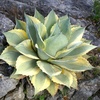 image:imageAltman Plants Rare Agave ovatifolia Orca Premium Exotic Succulent amp Live Plant Agave Plant Live Succulents Plants Live Outdoor Plants Exotic Plants amp Rare Plants Rare Succulent Plants Live Plants