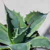 image:imageAltman Plants Rare Agave ovatifolia Orca Premium Exotic Succulent amp Live Plant Agave Plant Live Succulents Plants Live Outdoor Plants Exotic Plants amp Rare Plants Rare Succulent Plants Live Plants