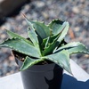 image:imageAltman Plants Rare Agave ovatifolia Orca Premium Exotic Succulent amp Live Plant Agave Plant Live Succulents Plants Live Outdoor Plants Exotic Plants amp Rare Plants Rare Succulent Plants Live Plants