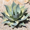 image:imageAltman Plants Rare Agave ovatifolia Orca Premium Exotic Succulent amp Live Plant Agave Plant Live Succulents Plants Live Outdoor Plants Exotic Plants amp Rare Plants Rare Succulent Plants Live Plants