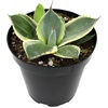 image:imageAltman Plants Rare Agave parryi truncata Orizaba Exotic Succulent amp Blue Agave Plant Live Succulents Plants Live Outdoor Plants Exotic Plants amp Rare Plants Real Rare Succulent Plants Live Plants