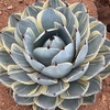image:imageAltman Plants Rare Agave parryi truncata Orizaba Exotic Succulent amp Blue Agave Plant Live Succulents Plants Live Outdoor Plants Exotic Plants amp Rare Plants Real Rare Succulent Plants Live Plants