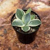 image:imageAltman Plants Rare Agave parryi truncata Orizaba Exotic Succulent amp Blue Agave Plant Live Succulents Plants Live Outdoor Plants Exotic Plants amp Rare Plants Real Rare Succulent Plants Live Plants