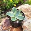image:imageAltman Plants Rare Agave parryi truncata Orizaba Exotic Succulent amp Blue Agave Plant Live Succulents Plants Live Outdoor Plants Exotic Plants amp Rare Plants Real Rare Succulent Plants Live Plants
