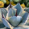 image:imageAltman Plants Rare Agave parryi truncata Orizaba Exotic Succulent amp Blue Agave Plant Live Succulents Plants Live Outdoor Plants Exotic Plants amp Rare Plants Real Rare Succulent Plants Live Plants
