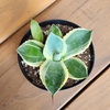 image:imageAltman Plants Rare Agave parryi truncata Orizaba Exotic Succulent amp Blue Agave Plant Live Succulents Plants Live Outdoor Plants Exotic Plants amp Rare Plants Real Rare Succulent Plants Live Plants