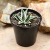 image:imageAltman Plants Rare White Rhino Agave Exotic Succulent amp Blue Agave Plant Live Plant Exotic Plants amp Rare Plants Live Succulents Plants Live Outdoor Plants Deluxe Rare Succulent Plants Live Plants
