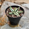 image:imageAltman Plants Rare White Rhino Agave Exotic Succulent amp Blue Agave Plant Live Plant Exotic Plants amp Rare Plants Live Succulents Plants Live Outdoor Plants Deluxe Rare Succulent Plants Live Plants