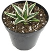 image:imageAltman Plants Rare White Rhino Agave Exotic Succulent amp Blue Agave Plant Live Plant Exotic Plants amp Rare Plants Live Succulents Plants Live Outdoor Plants Deluxe Rare Succulent Plants Live Plants