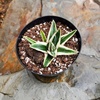 image:imageAltman Plants Rare White Rhino Agave Exotic Succulent amp Blue Agave Plant Live Plant Exotic Plants amp Rare Plants Live Succulents Plants Live Outdoor Plants Deluxe Rare Succulent Plants Live Plants