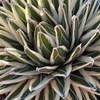 image:imageAltman Plants Rare White Rhino Agave Exotic Succulent amp Blue Agave Plant Live Plant Exotic Plants amp Rare Plants Live Succulents Plants Live Outdoor Plants Deluxe Rare Succulent Plants Live Plants