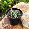 image:imageAltman Plants Rare White Rhino Agave Exotic Succulent amp Blue Agave Plant Live Plant Exotic Plants amp Rare Plants Live Succulents Plants Live Outdoor Plants Deluxe Rare Succulent Plants Live Plants