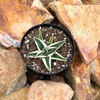 image:imageAltman Plants Rare White Rhino Agave Exotic Succulent amp Blue Agave Plant Live Plant Exotic Plants amp Rare Plants Live Succulents Plants Live Outdoor Plants Deluxe Rare Succulent Plants Live Plants