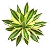 image:imageAltman Plants lophantha Quadricolor Agave Plant Exotic Succulent Live Plant Decor Exotic Plants amp Rare Plants Real Plants Live Succulents Plants Live Houseplants Rare Succulent Plants Live Plants