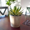 image:imageAltman Plants lophantha Quadricolor Agave Plant Exotic Succulent Live Plant Decor Exotic Plants amp Rare Plants Real Plants Live Succulents Plants Live Houseplants Rare Succulent Plants Live Plants