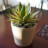 image:imageAltman Plants lophantha Quadricolor Agave Plant Exotic Succulent Live Plant Decor Exotic Plants amp Rare Plants Real Plants Live Succulents Plants Live Houseplants Rare Succulent Plants Live Plants