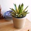 image:imageAltman Plants lophantha Quadricolor Agave Plant Exotic Succulent Live Plant Decor Exotic Plants amp Rare Plants Real Plants Live Succulents Plants Live Houseplants Rare Succulent Plants Live Plants