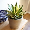 image:imageAltman Plants lophantha Quadricolor Agave Plant Exotic Succulent Live Plant Decor Exotic Plants amp Rare Plants Real Plants Live Succulents Plants Live Houseplants Rare Succulent Plants Live Plants