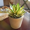 image:imageAltman Plants lophantha Quadricolor Agave Plant Exotic Succulent Live Plant Decor Exotic Plants amp Rare Plants Real Plants Live Succulents Plants Live Houseplants Rare Succulent Plants Live Plants