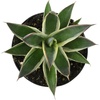 image:imageAltman Plants Rare Agave Snowglow Premium Exotic Succulent amp Live Plant Blue Agave Plant Exotic Plants amp Rare Plants Live Succulents Plants Live Outdoor Plants Rare Succulent Plants Live Plants