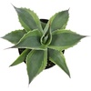 image:imageAltman Plants Rare Agave ovatifolia Orca Premium Exotic Succulent amp Live Plant Agave Plant Live Succulents Plants Live Outdoor Plants Exotic Plants amp Rare Plants Rare Succulent Plants Live Plants
