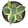 image:imageAltman Plants Rare Agave parryi truncata Orizaba Exotic Succulent amp Blue Agave Plant Live Succulents Plants Live Outdoor Plants Exotic Plants amp Rare Plants Real Rare Succulent Plants Live Plants