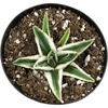 image:imageAltman Plants Rare White Rhino Agave Exotic Succulent amp Blue Agave Plant Live Plant Exotic Plants amp Rare Plants Live Succulents Plants Live Outdoor Plants Deluxe Rare Succulent Plants Live Plants
