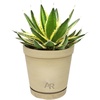 image:imageAltman Plants lophantha Quadricolor Agave Plant Exotic Succulent Live Plant Decor Exotic Plants amp Rare Plants Real Plants Live Succulents Plants Live Houseplants Rare Succulent Plants Live Plants