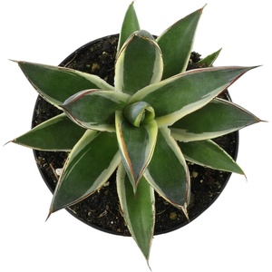 image:imageAltman Plants Rare Agave Snowglow Premium Exotic Succulent amp Live Plant Blue Agave Plant Exotic Plants amp Rare Plants Live Succulents Plants Live Outdoor Plants Rare Succulent Plants Live Plants