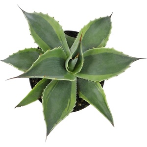 image:imageAltman Plants Rare Agave ovatifolia Orca Premium Exotic Succulent amp Live Plant Agave Plant Live Succulents Plants Live Outdoor Plants Exotic Plants amp Rare Plants Rare Succulent Plants Live Plants