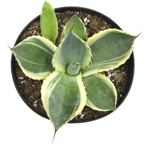 image:imageAltman Plants Rare Agave parryi truncata Orizaba Exotic Succulent amp Blue Agave Plant Live Succulents Plants Live Outdoor Plants Exotic Plants amp Rare Plants Real Rare Succulent Plants Live Plants