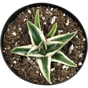 image:imageAltman Plants Rare White Rhino Agave Exotic Succulent amp Blue Agave Plant Live Plant Exotic Plants amp Rare Plants Live Succulents Plants Live Outdoor Plants Deluxe Rare Succulent Plants Live Plants