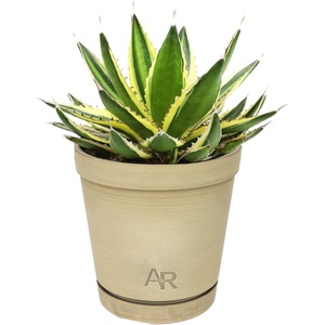 image:imageAltman Plants lophantha Quadricolor Agave Plant Exotic Succulent Live Plant Decor Exotic Plants amp Rare Plants Real Plants Live Succulents Plants Live Houseplants Rare Succulent Plants Live Plants