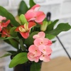 image:imageAltman Plants Crown of Thorns Plant Euphorbia milii in 425 Pot Easy Plant Care House Plant amp Live Succulent Year Round Indoor Flowering Plants with Indoor Plant amp Live Cactus Soil Potting Mix