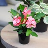 image:imageAltman Plants Crown of Thorns Plant Euphorbia milii in 425 Pot Easy Plant Care House Plant amp Live Succulent Year Round Indoor Flowering Plants with Indoor Plant amp Live Cactus Soil Potting Mix