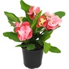 image:imageAltman Plants Crown of Thorns Plant Euphorbia milii in 425 Pot Easy Plant Care House Plant amp Live Succulent Year Round Indoor Flowering Plants with Indoor Plant amp Live Cactus Soil Potting Mix