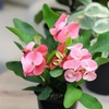 image:imageAltman Plants Crown of Thorns Plant Euphorbia milii in 425 Pot Easy Plant Care House Plant amp Live Succulent Year Round Indoor Flowering Plants with Indoor Plant amp Live Cactus Soil Potting Mix