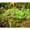 image:imageAltman Plants Live Venus Fly Traps Carnivorous Plants 3PK Live Plants amp Indoor Plants for Kids Live Venus Fly Trap Plant Terrarium Plant Trio in Adult Venus Fly Trap Soil amp Carnivorous Plant Soil