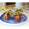 image:imageAltman Plants Live Venus Fly Traps Carnivorous Plants 3PK Live Plants amp Indoor Plants for Kids Live Venus Fly Trap Plant Terrarium Plant Trio in Adult Venus Fly Trap Soil amp Carnivorous Plant Soil