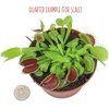 image:imageAltman Plants Live Venus Fly Traps Carnivorous Plants 3PK Live Plants amp Indoor Plants for Kids Live Venus Fly Trap Plant Terrarium Plant Trio in Adult Venus Fly Trap Soil amp Carnivorous Plant Soil