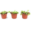 image:imageAltman Plants Live Venus Fly Traps Carnivorous Plants 3PK Live Plants amp Indoor Plants for Kids Live Venus Fly Trap Plant Terrarium Plant Trio in Adult Venus Fly Trap Soil amp Carnivorous Plant Soil