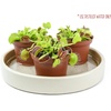 image:imageAltman Plants Live Venus Fly Traps Carnivorous Plants 3PK Live Plants amp Indoor Plants for Kids Live Venus Fly Trap Plant Terrarium Plant Trio in Adult Venus Fly Trap Soil amp Carnivorous Plant Soil