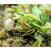 image:imageAltman Plants Live Venus Fly Traps Carnivorous Plants 3PK Live Plants amp Indoor Plants for Kids Live Venus Fly Trap Plant Terrarium Plant Trio in Adult Venus Fly Trap Soil amp Carnivorous Plant Soil