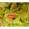 image:imageAltman Plants Live Venus Fly Traps Carnivorous Plants 3PK Live Plants amp Indoor Plants for Kids Live Venus Fly Trap Plant Terrarium Plant Trio in Adult Venus Fly Trap Soil amp Carnivorous Plant Soil