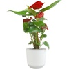 image:imageAltman Plants Red Anthurium Live Plant Decor in 4 Inch White Plastic Plant Pot Easy to Grow Desk Plant Easy Plant Gift Decorative Indoor Plant Live Anthuriums Live Plants Grown in Potting Soil Mix6 White Pot