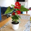 image:imageAltman Plants Red Anthurium Live Plant Decor in 4 Inch White Plastic Plant Pot Easy to Grow Desk Plant Easy Plant Gift Decorative Indoor Plant Live Anthuriums Live Plants Grown in Potting Soil Mix6 White Pot