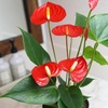 image:imageAltman Plants Red Anthurium Live Plant Decor in 4 Inch White Plastic Plant Pot Easy to Grow Desk Plant Easy Plant Gift Decorative Indoor Plant Live Anthuriums Live Plants Grown in Potting Soil Mix4 White Pot