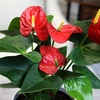 image:imageAltman Plants Red Anthurium Live Plant Decor in 4 Inch White Plastic Plant Pot Easy to Grow Desk Plant Easy Plant Gift Decorative Indoor Plant Live Anthuriums Live Plants Grown in Potting Soil Mix6 White Pot
